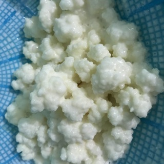 Con nấm làm sữa chua Tây Tạng kefir