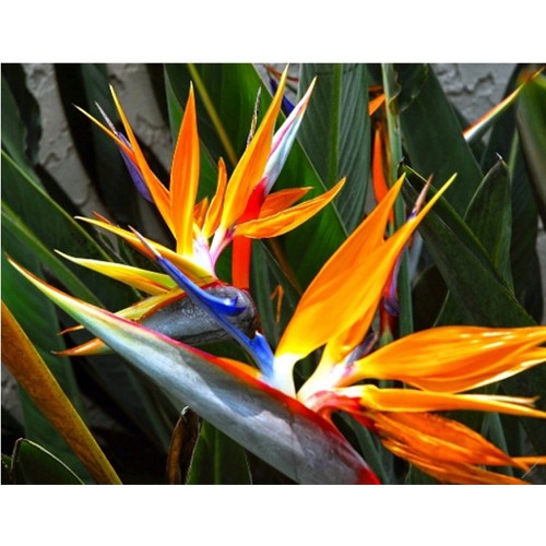 CHẬU CÂY THIÊN ĐIỂU + Tặng 02 cây nhót ngọt