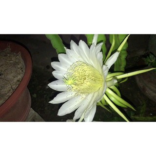 giống xương rồng thanh long nam mỹ nhập khẩu