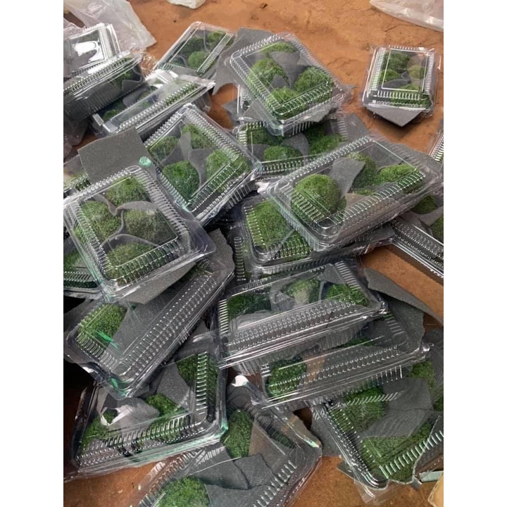 Rêu MiniFiss Lá Nước Xanh đẹp 1 hộp 5 tấc - Rêu Mini Fiss Trải nền thủy sinh rất đẹp- Giá Cực rẻ