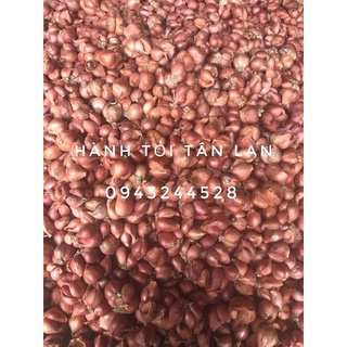 HÀNH KHÔ HẢI DƯƠNG - HÀNH BẮC