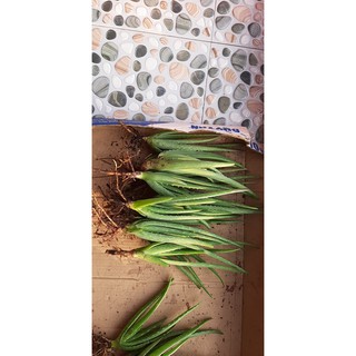 11 cây nha đam mỹ loại 20cm-30cm. trên gang tay