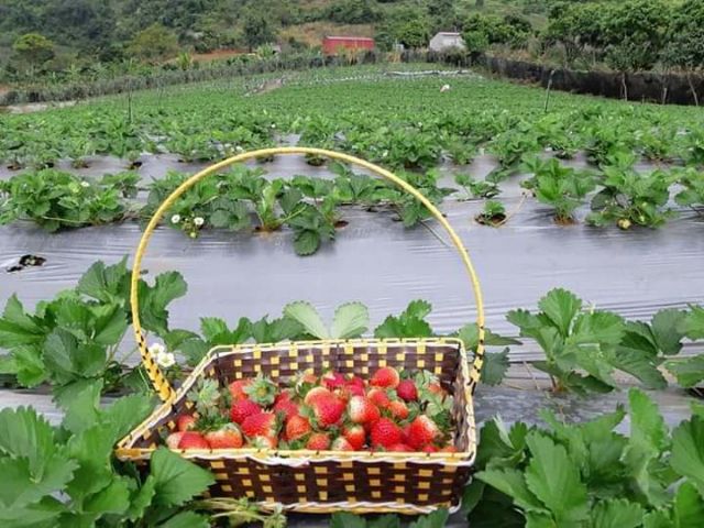 Cây giống dâu tây siêu ngọt