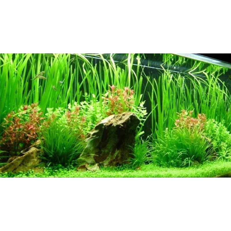 Cây hẹ thẳng - cây thủy sinh hậu cảnh dễ trồng- không cần co2