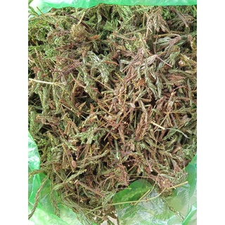 500g cây sấu hổ đỏ phơi khô