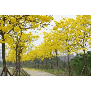 cây giống phong linh