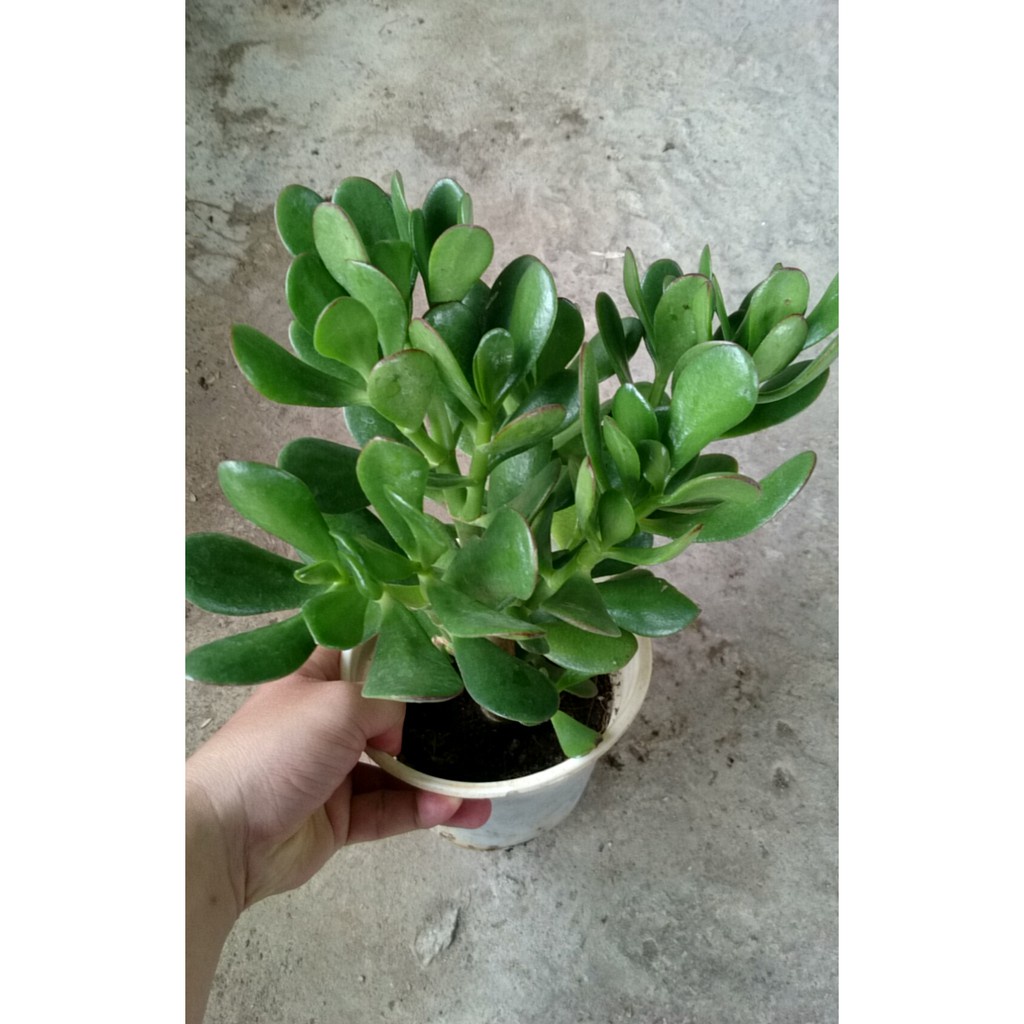 Caykiengsadec - Cây Ngọc Bích  - cây cảnh để bàn