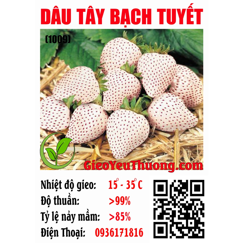 Dâu Tây Màu Bạch Tuyết