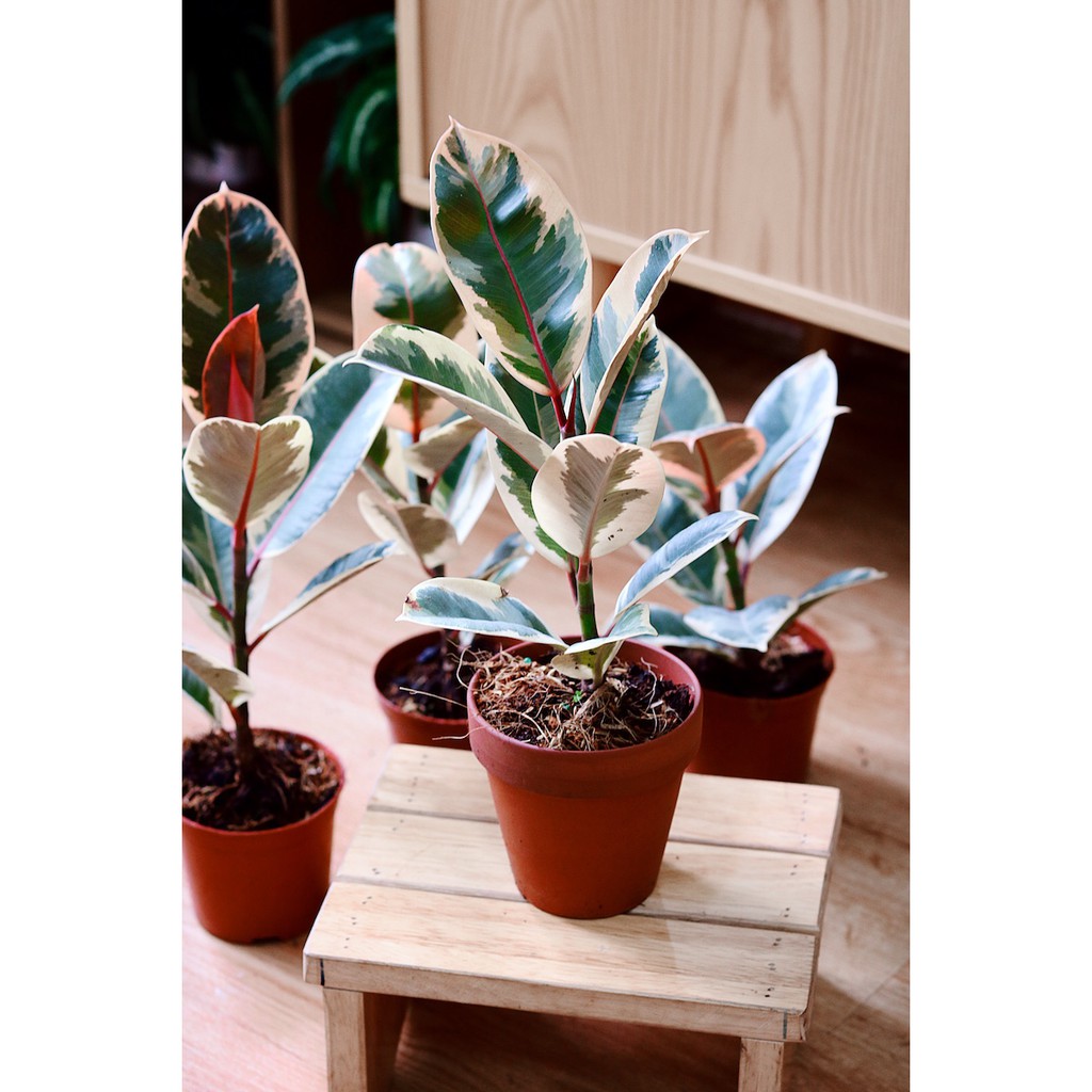 Cây Đa Cẩm Thạch Sô Cô La (Marble Rubber Tree, Ficus Elastica Tineke) > 25cm