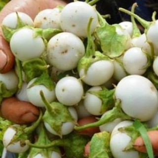 Hạt giống Cà pháo (cà bát) (cà trứng) trắng