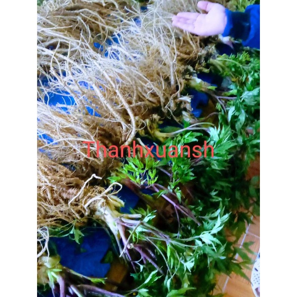 Sâm đương quy Sìn Hồ _ Lai Châu