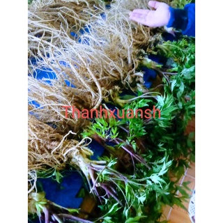 Sâm đương quy Sìn Hồ _ Lai Châu (4kg)