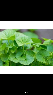 Hạt giống rau má- gói 0,5gr