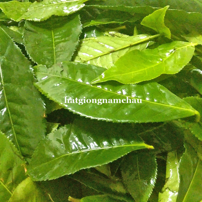 15H - HẠT GIỐNG TRÀ XANH