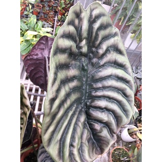 chậu alocasia cuprea môn rồng đỏ
