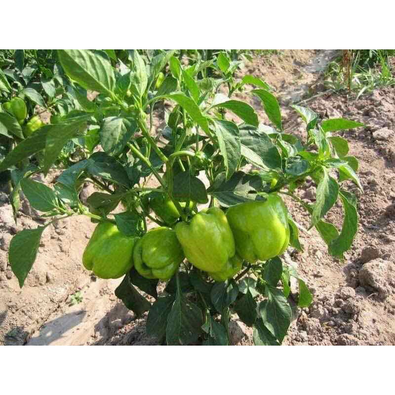 Phân chì tan chậm Nhật 14-13-13 Hi-Control 200gr