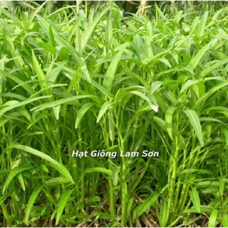 HẠT GIỐNG RAU MUỐNG LÁ TRE - Loại Rau Quốc Dân, Trồng Quanh Năm.