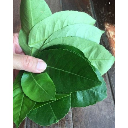 Lá Bưởi khô [1KG] Hàng sạch đẹp