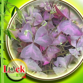 Ngải Bướm đêm - NGẢI TÌNH