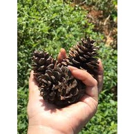 Quả thông khô dùng trang trí