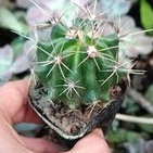 (Sale 50%)Xương rồng  núm gai -Ferocactus Histrix