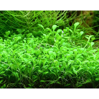 Cây thủy sinh Trân châu nhật