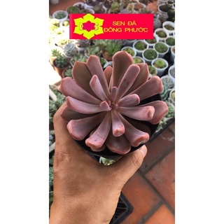 Sen đá bông cúc tím var (sen mũi heo tím) chậu trung - Sen Đá xương rồng cây phong thuỷ văn phòng đẹp
