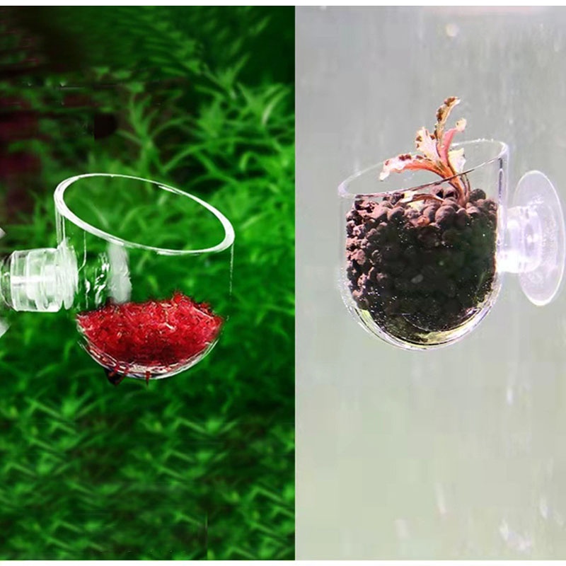 Chậu Trồng Cây Thủy Sinh Bằng Acrylic Trong Suốt Dạng Treo Trang Trí Bể Cá