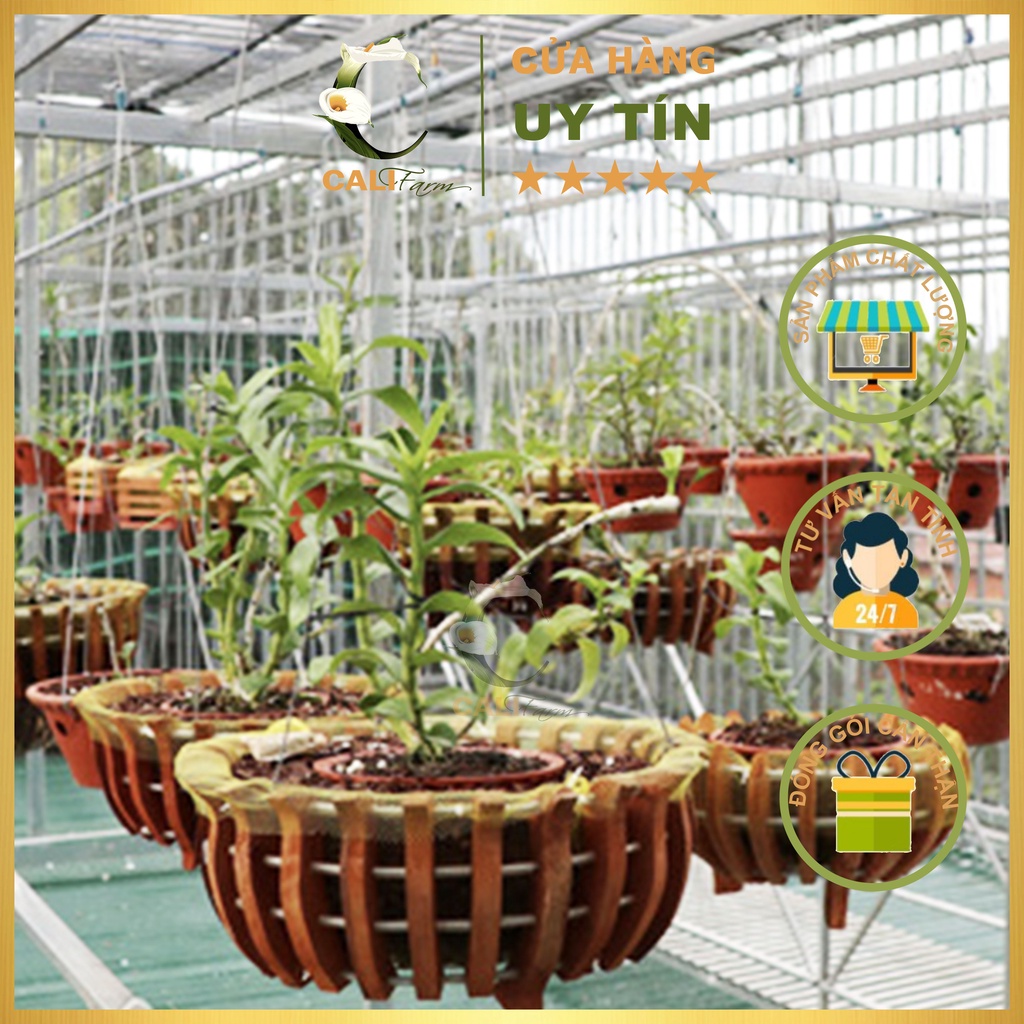Vỏ Thông Đỏ Phú Quý cao cấp loại 2- 4cm đã qua xử lí, đã được mài cạnh