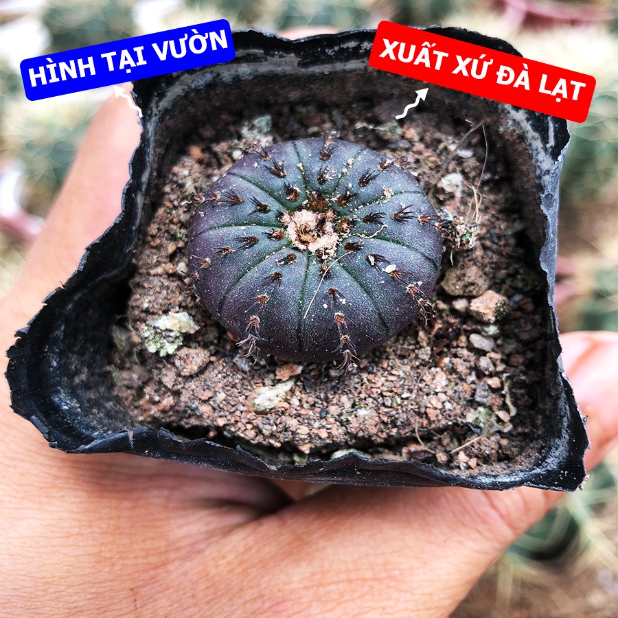 Xương Rồng CHUỘT MỸ Hàng Hạt Size Chậu 5.5cm, 1 Đổi 1 (Xương Rồng Nhật Tân)