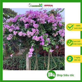 Hoa lan tỏi, cây cao 50-60 cm, nhóm dược liệu (lưu ý  số lượng còn ít)