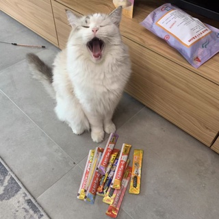 😺 Súp Thưởng Ciao Churu Cho Mèo