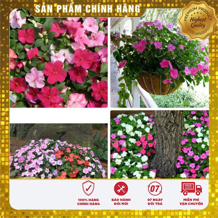 Hạt Giống Hoa Ngọc Thảo Đơn Mix ( Mai Địa Thảo ) 50 hạt Lucky seeds