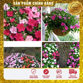 Hạt Giống Ngọc Thảo rủ Đơn nhiều màu trồng ban công gia đình