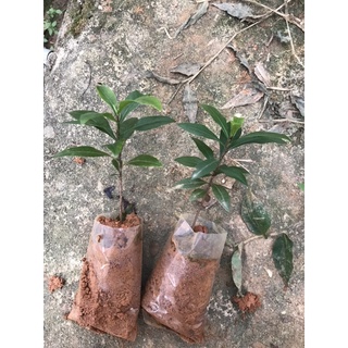 mai tứ quý