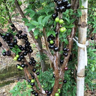 CÂY GIỐNG CHERRY BAZIL