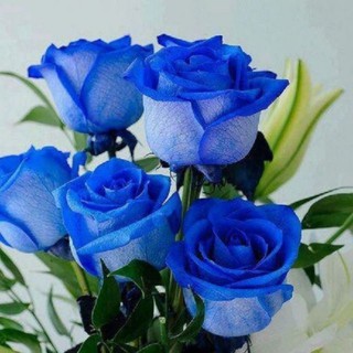 Hạt giống hoa hồng xanh