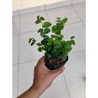 Cây thằn lằn - cây vảy ốc (ảnh thật)..