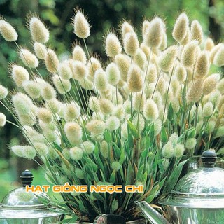 Hạt Giống Hoa Cỏ Đuôi Thỏ - 100 Hạt