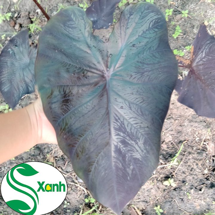 Cây Môn Đen Colocasia Black Coral - Size Nhỏ