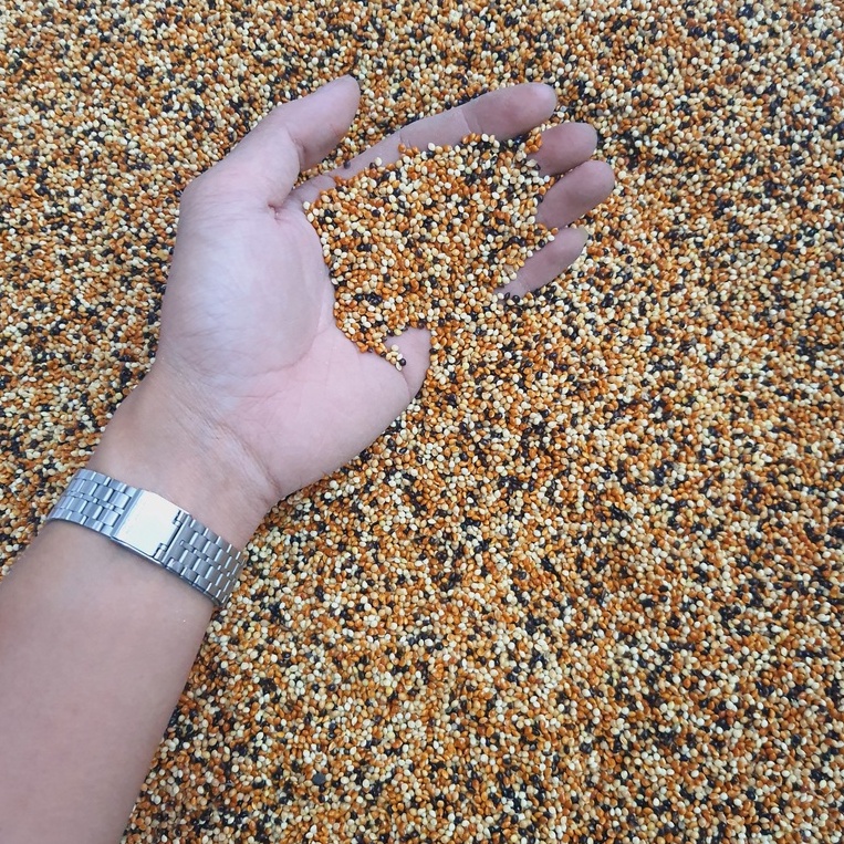 Cỏ Thái 5 màu nhập Thái Lan cho cu gáy