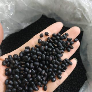 Trà đậu đen xanh lòng hạt nhỏ hạ thổ