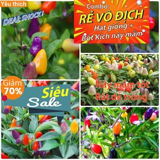 GÓI 10 HẠT GIỐNG ỚT NGŨ SẮC Ớt kiểng ngũ sắc - [Combo rẻ vô địch HẠT GIỐNG + BỘT KÍCH NẢY MẦM]