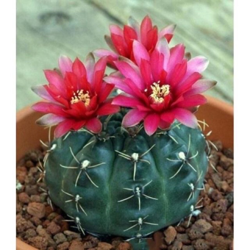 Hạt Giống Xương Rồng Mix mầu