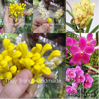 20 nhuỵ lan đất sét (nhiều màu để chọn)