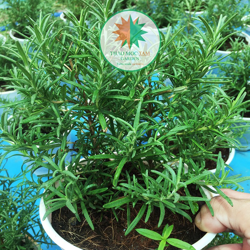 Chậu cây Hương Thảo / Rosemary - Cây được Shop trồng ở Cam Ranh, khí hậu miền trung dễ thích nghi dễ chăm sóc.