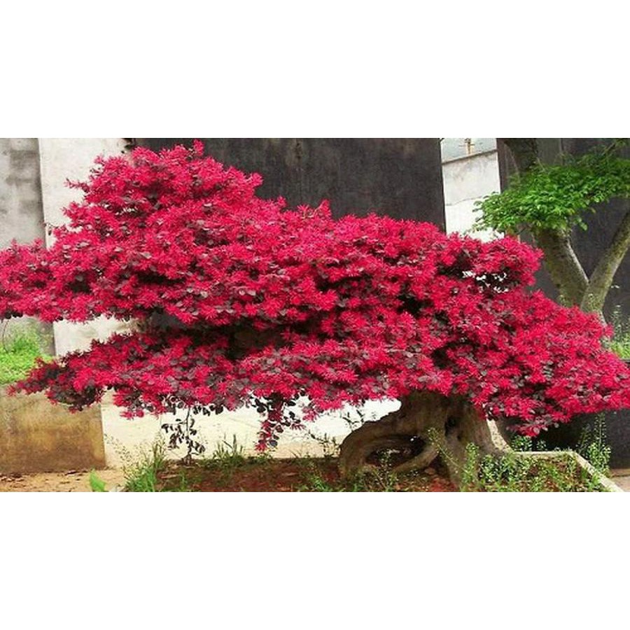 Cây hồng phụng, cây kiểng đẹp, lạ - cây cảnh quan, sân vườn - Loropetalum chinense