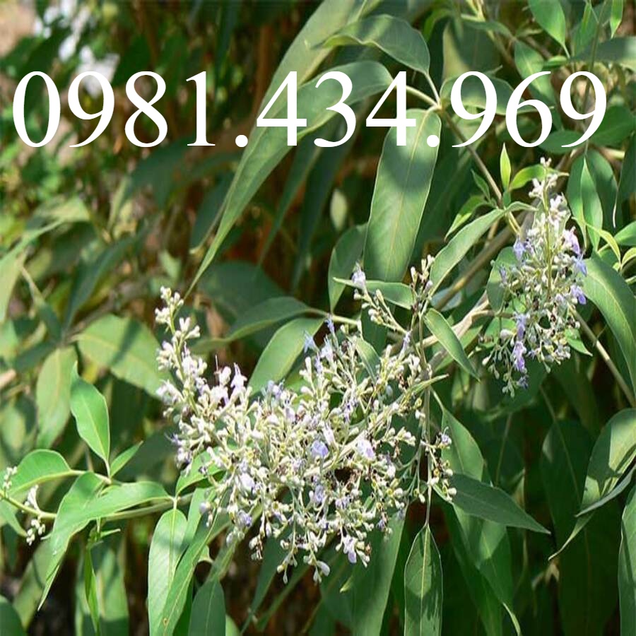 Cây Ngũ Chảo Châm Chim -  Loại 01