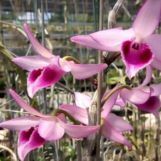 DÃ HẠC DI LINH TÍM XUÂN CÂY GIỐNG ( combo 2 cốc )