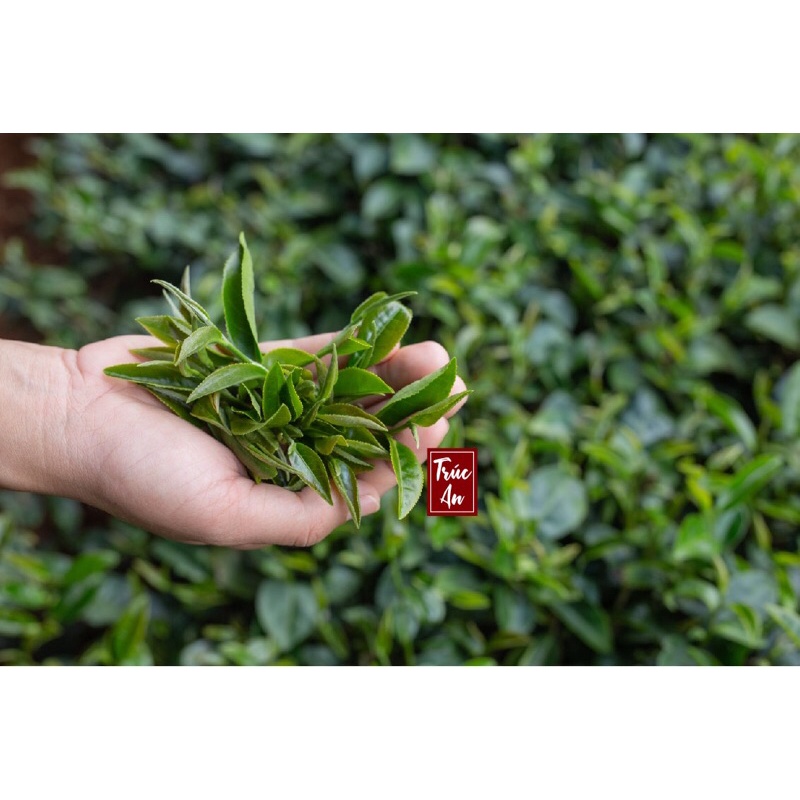 [HOẢ TỐC] Lá trà xanh Đà Lạt organic, hàng sạch, tươi, hái mỗi ngày